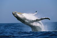 Humpback whale (Megaptera novaeangliae) breaching in the sea Fine Art Print