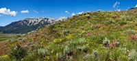 Flowers and whetstone on hillside, Mt Vista, Colorado, USA Fine Art Print