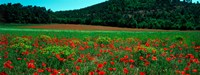 Poppies in a field, Provence-Alpes-Cote d'Azur, France Fine Art Print