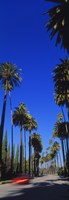 Palm trees along a road, Beverly Hills, Los Angeles County, California, USA Fine Art Print
