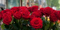 Close-up of red roses in a bouquet during Sant Jordi Festival, Barcelona, Catalonia, Spain Fine Art Print