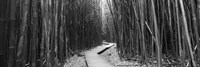 Bamboo forest in black and white, Oheo Gulch, Seven Sacred Pools, Hana, Maui, Hawaii, USA Fine Art Print