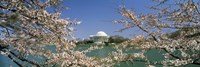 Cherry blossom with memorial in the background, Jefferson Memorial, Tidal Basin, Washington DC, USA Fine Art Print