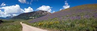 Brush Creek Road and hillside of sunflowers and purple larkspur flowers, Colorado, USA Fine Art Print