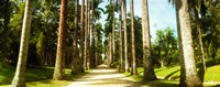 Trees both sides of a garden path, Jardim Botanico, Zona Sul, Rio de Janeiro, Brazil Fine Art Print