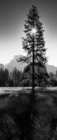 Sun Behind Pine Tree, Half Dome, Yosemite Valley, California, USA Fine Art Print