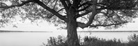 Tree on a Lake, Wisconsin (black & white) Framed Print
