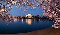 Cherry Blossom Tree with Jefferson Memorial, Washington DC Framed Print