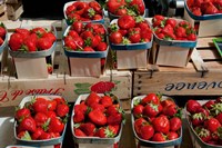 Strawberries for sale at weekly market, Arles, Bouches-Du-Rhone, Provence-Alpes-Cote d'Azur, France Framed Print