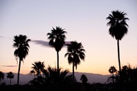 Silhouette of palm trees at dusk, Palm Springs, Riverside County, California, USA Framed Print