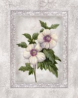 Floral I Framed Print