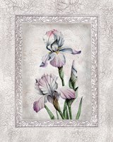 Floral IV Framed Print