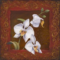 Orchid Study I Framed Print