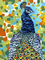 Plumed Peacock II Framed Print