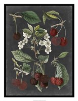 Orchard Varieties I Fine Art Print