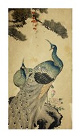 Korean Peacocks Framed Print