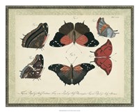 Bookplate Butterflies Trio II Fine Art Print