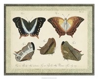 Bookplate Butterflies Trio III Fine Art Print