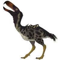 Kelenken is an extinct genus of giant flightless predatory birds Framed Print