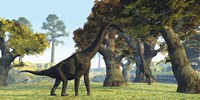 Brachiosaurus dinosaurs walk among large trees in the prehistoric era Framed Print