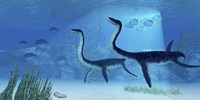 Plesiosaurus dinosaurs swimming the Jurassic seas Framed Print