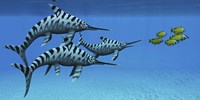 A group of fast swimming Eurhinosaurus marine reptiles Framed Print