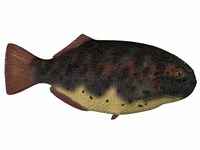 Dapedius, an extinct species of primitive ray-finned fish Framed Print