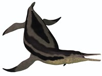 Dolichorhynchops, an extinct genus of short-neck Plesiosaur Framed Print