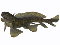 Xenacanthus, a Devonian freshwater shark Framed Print