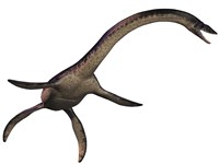 Plesiosaurus, large marine predatory reptile from the Jurassic Era Framed Print