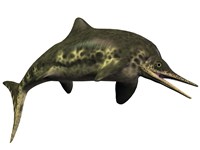 Stenopterygius was an ichthyosaur from the Jurassic Period Framed Print