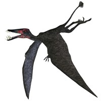 Dorygnathus, a genus of pterosaur from the Jurassic Period Framed Print