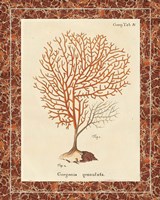 Gorgonia Granulata Marble Framed Print