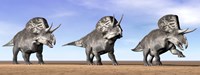 Three Zuniceratops standing in the desert Framed Print