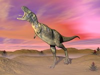 Aucasaurus dinosaur roaring in the desert by sunset Framed Print