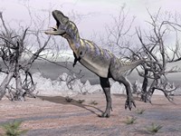 Aucasaurus dinosaur roaring in the desert Framed Print