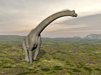 Brachiosaurus dinosaur walking in grassy landscape Framed Print
