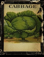 Vintage Cabbage Framed Print