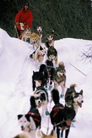 Dog Sled Racing in the 1991 Iditarod Sled Race, Alaska, USA Framed Print