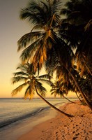 Beach at Sunset, Trinidad, Caribbean Framed Print