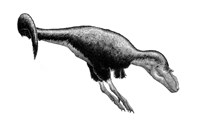 Black Ink Drawing of Gorgosaurus Libratus Framed Print