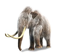 Woolly Mammoth, White Background Framed Print