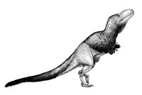 Black Ink Drawing of Daspletosaurus Torosus Framed Print