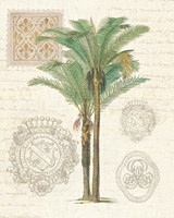 Vintage Palm Study II Framed Print