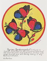 Agrias Sardanaplaus Framed Print