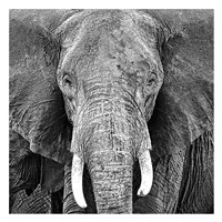 Elephant Framed Print