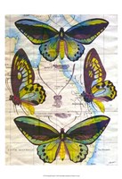 Butterfly Map III Fine Art Print