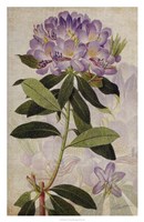 Rhododendron II Fine Art Print