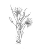 Botanical Sketch III Fine Art Print