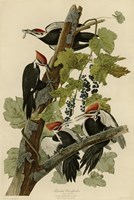 Pileated Woodpecker Fine Art Print